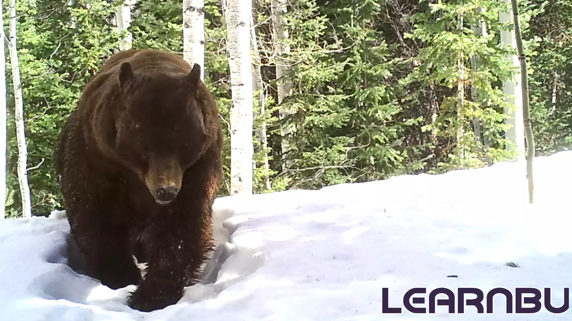 Snowmass Village to host education event as bears emerge early