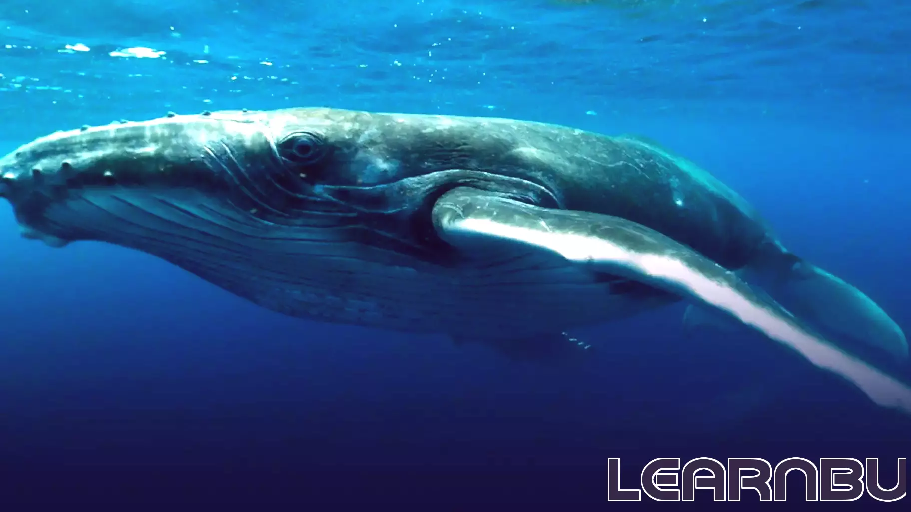 The Future of Learning: Technology's Role in Zoos and Aquariums