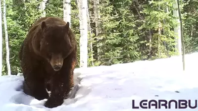Snowmass Village to host education event as bears emerge early